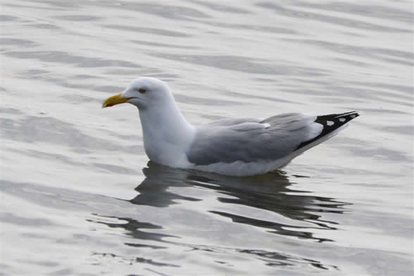 herring gull